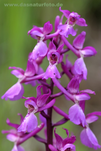 Orchis_1_g