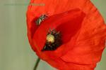 Mohn_k