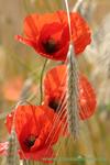 Mohn2_k