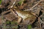 Moorfrosch_k