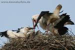 Storch1_k