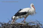 Storch1_k