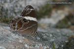 Schmetterling2_k