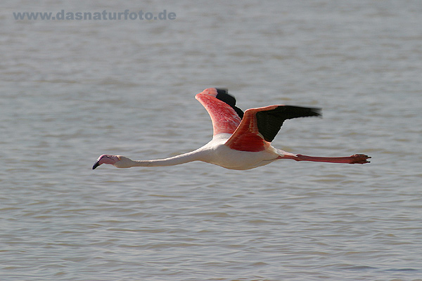 Flamingo_g