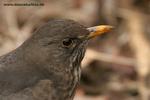 Amsel_k