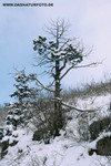 Winterlandschaft_1_small