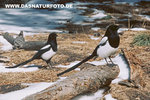 Black-billed-magpie_small