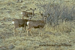 Mule Deer_small