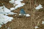 Mountain Bluebird_small