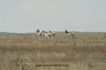 Pronghorn_small