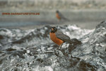 American Robin_small