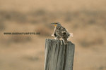 Meadowlark_small