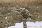 Rough-legged Hawk_small