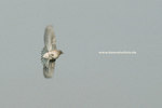 Bluebird_small