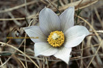 Anemone_small